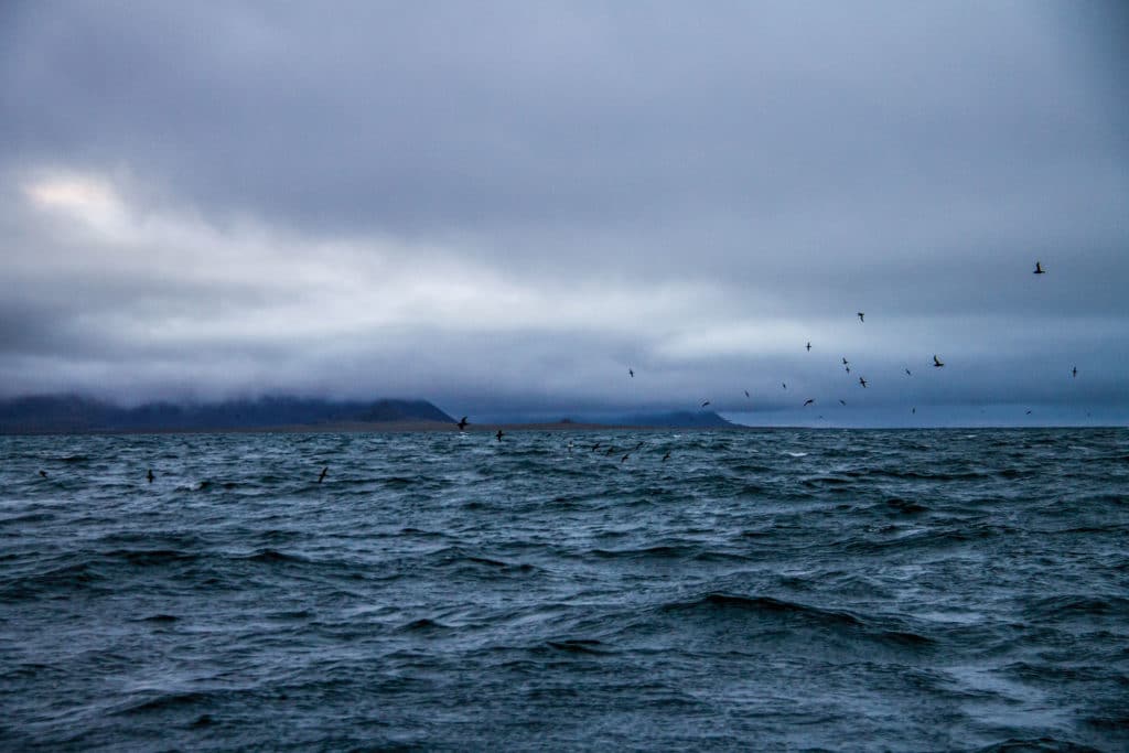 Short-tailed shearwaters skim the waves