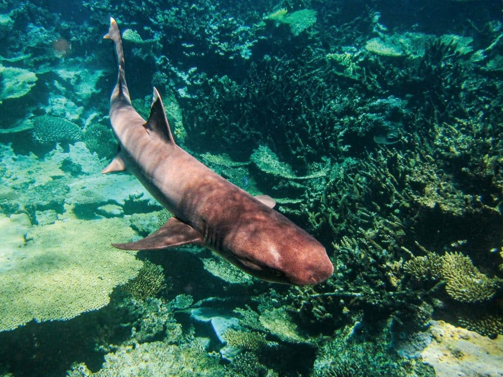 whitetip shark