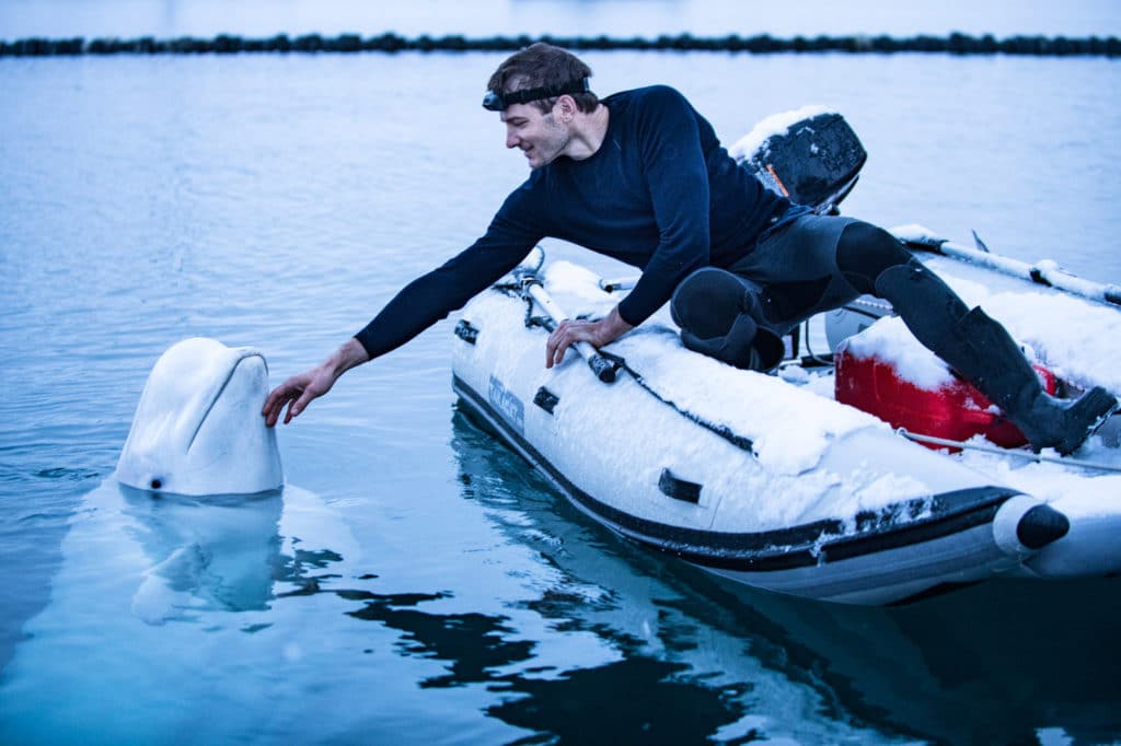 A man leaning out from a boat to touch a whale.