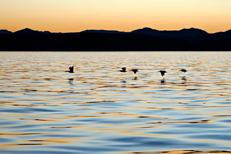 Pelicans ghost over the water at sunset