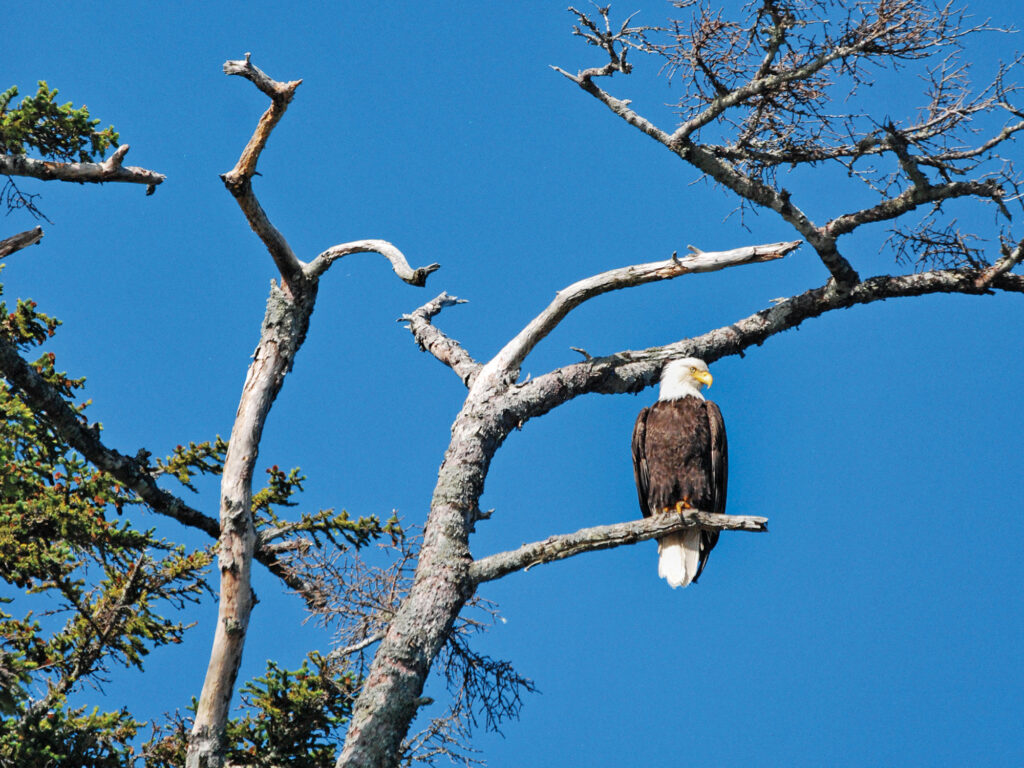 bald eagle