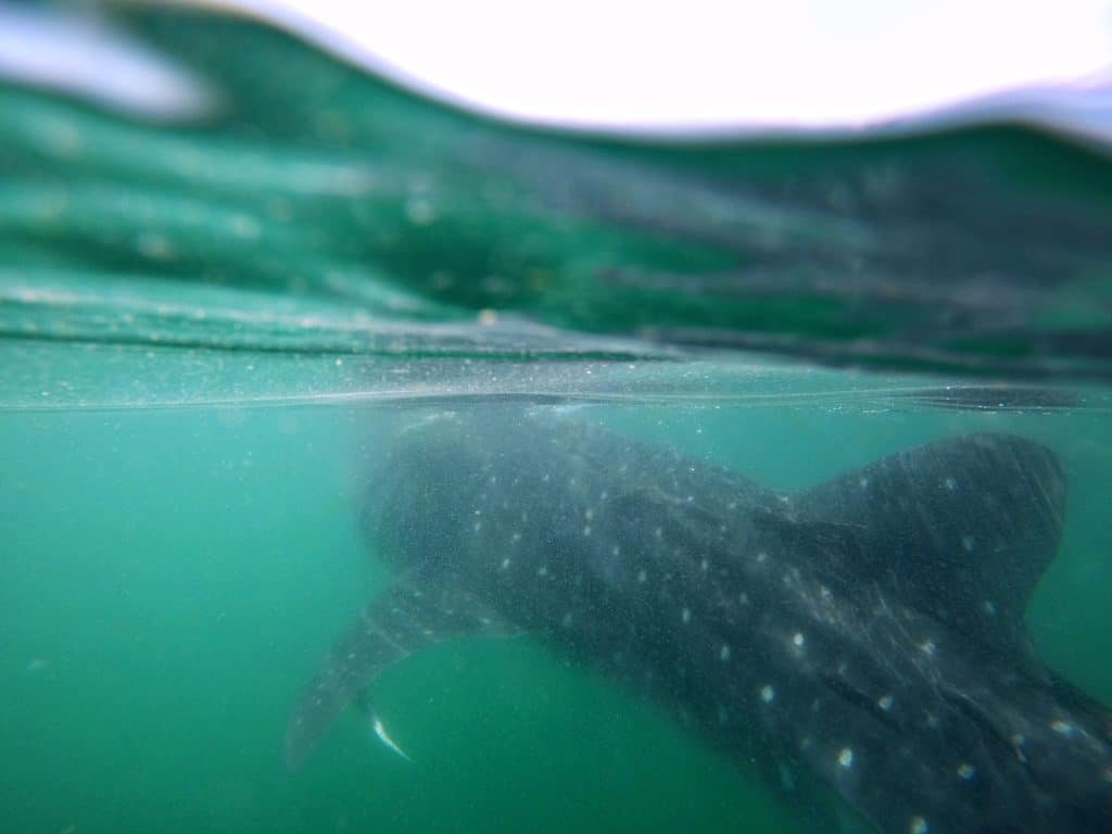 Whale shark